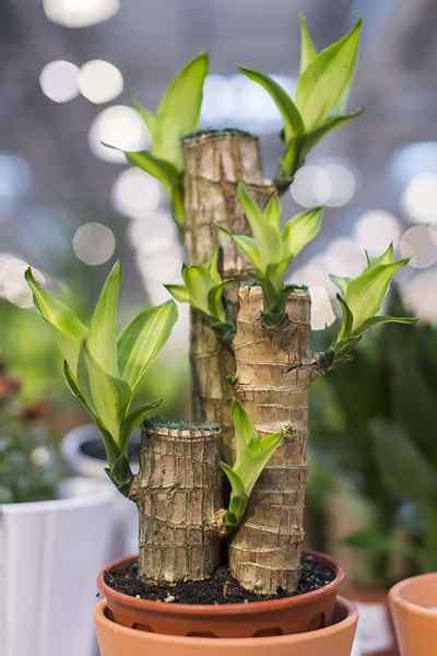 C Mo Crecer Y Cuidar A Dracaena Goodgardenthing