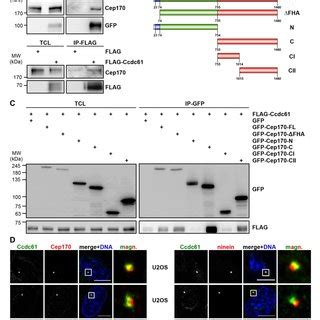 Ccdc61 Binds To And Co Localizes With Cep170 A Immunoprecipitation