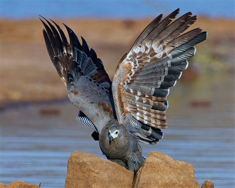 African Harrier Hawk Kaalwangvalk Wild South Africa Krug Flickr