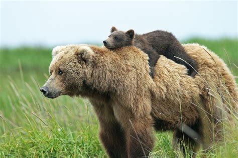 Hintergrundbilder 2048x1365 px Tiere Babytiere Bären Cubs