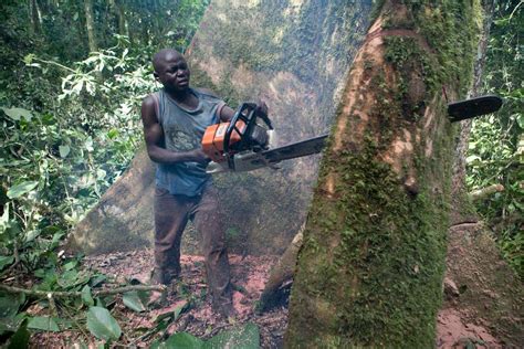 Dans le bassin du Congo les droits bafoués des peuples autochtones