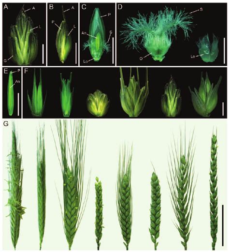 Structure Of Wheat Flowers And Spikes A Wheat Spikelet B Floret