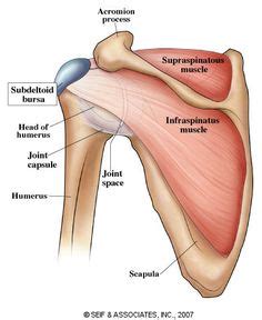 11 Best Winged Scapula ideas | scapula, winged scapula, scapula exercises