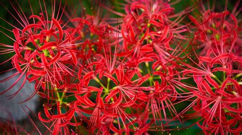 How To Grow And Care For Spider Lily Lycoris Spp Planet Natural