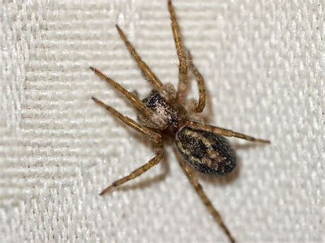 House Spiders [the 10 Most Common You Ll Find]