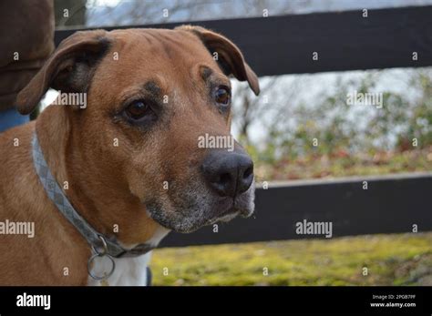 Dog Max Hi Res Stock Photography And Images Alamy