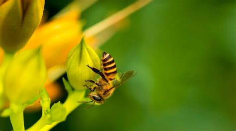 Abeja Voladora Recogiendo Polen De Flor Foto Premium