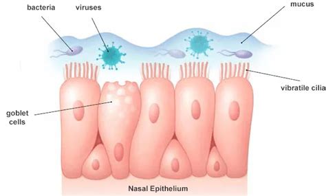 What is Nasal Cilia Hair and why is it important?! | Sanvic