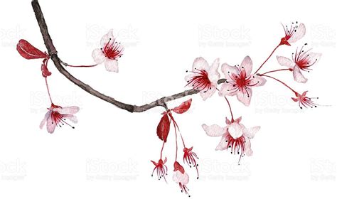 Watercolor Illustration Of Cherry Blossom Isolated On White