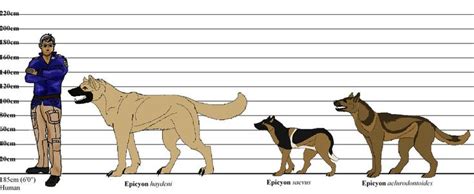 Epicyon Height Chart By Htfshimmer Dire Wolf Size Dire Wolf Animals