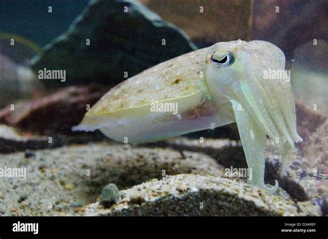 Japan habitat squid hi-res stock photography and images - Alamy