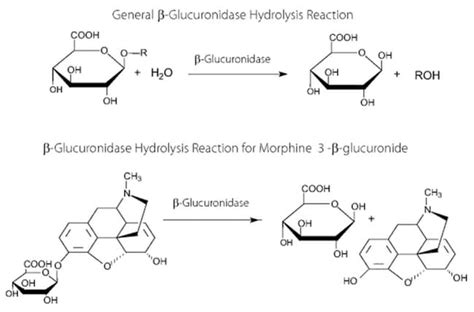 MP Biomedicals™ Beta-Glucuronidase | Fisher Scientific