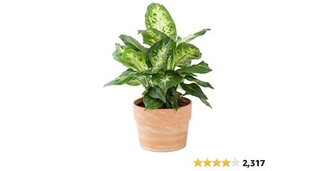 Costa Farms Dieffenbachia Live Plant Indoor Easy Grow Light And