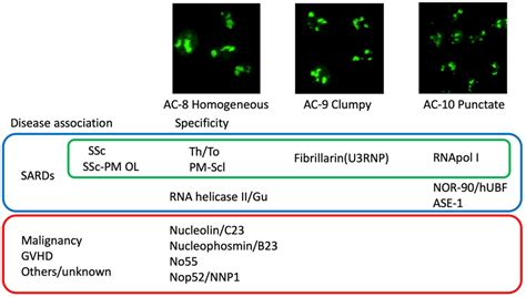 Ac Patterns Specific Autoantibodies And Clinical Diagnosis