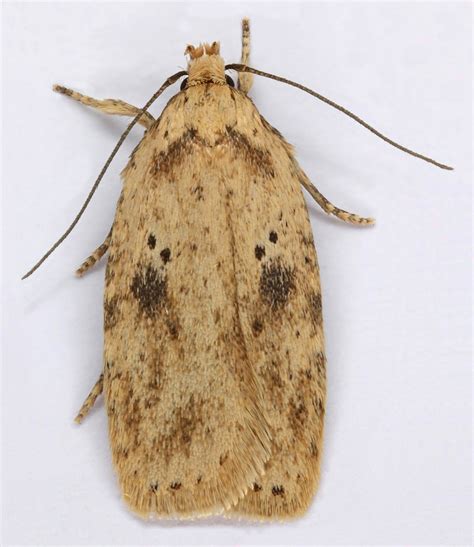 Agonopterix Arenella Trawscoed North Wales Oct Flickr