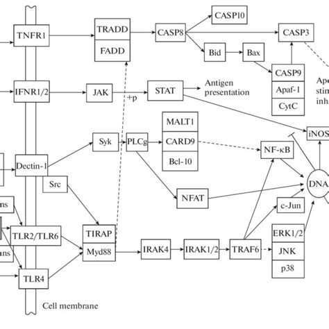 Signaling Pathways Of Dectin 1 Tlr 6 Tnfr And Infr Modified From 12 Download