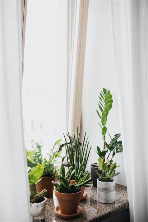 Download Indoor Plant Aesthetic Wallpaper | Wallpapers.com