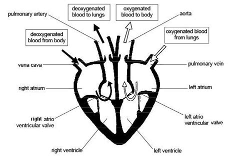 Human Heart Diagram Simple