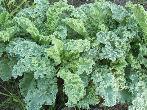 God's Growing Garden: #Kale - 4 Different Varieties