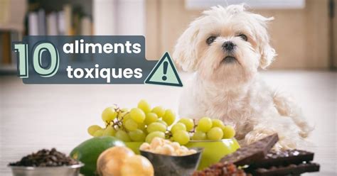 Aliments Toxiques Pour Les Chiens Attention Ne Lui Donnez Jamais Ces