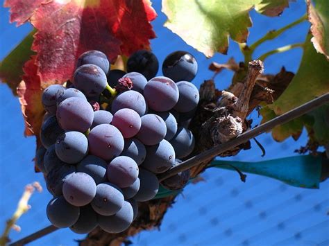 Las Cosas Que No Sabes De La Garnacha Tipos De Vinos Y Uva