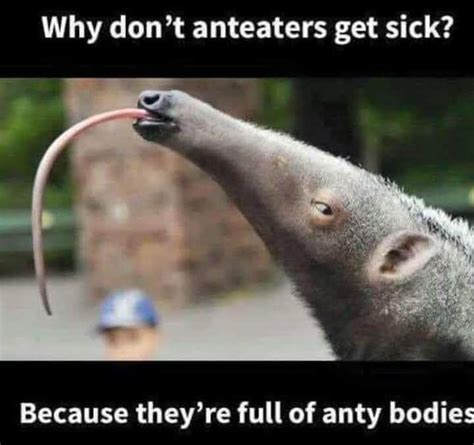 dad-jokes-meme-anteaters-never-get-sick-ant – Comics And Memes