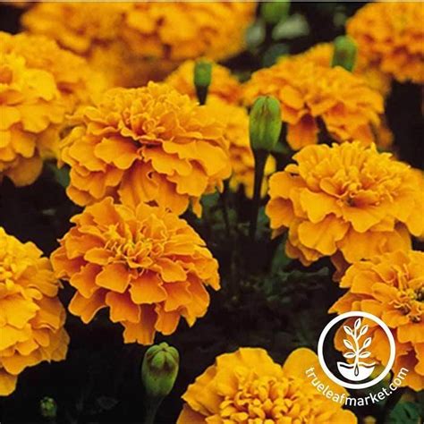 Marigold Flower Garden Seeds Bonanza Series Annual Flower Seeds