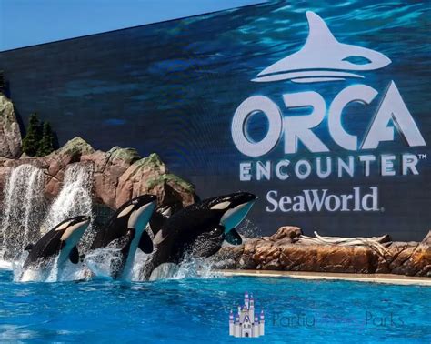 Orca Encounter: O Show substituto do One Ocean no SeaWorld