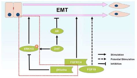 Schematic representation of the roles of FGF FGFR βKlotho signaling and