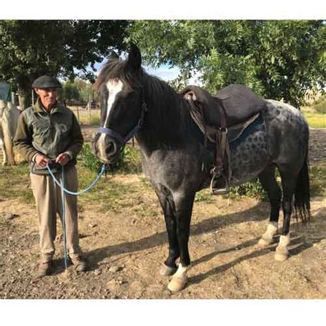 Barefoot Atlanta Treeless Endurance Saddles