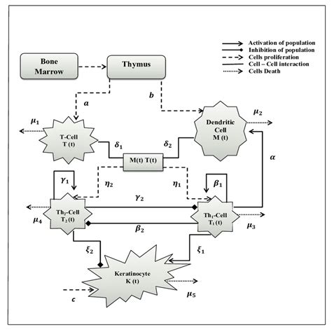 Schematic of the interactions between the components of the model ...