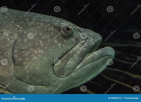 Fish Close Up Stock Photo Image Of Ocean Beautiful 34850472