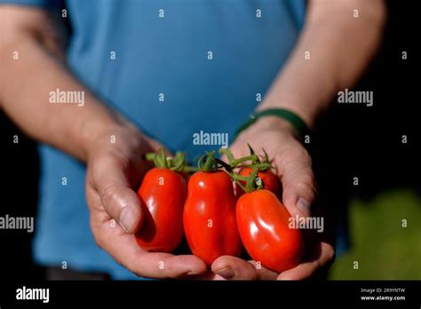 Red San Marzano tomatoes in man's hands. Tomato (Solanum lycopersicum ...