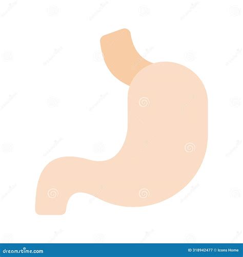 Human Body Organ To Receive And Process Food Stomach Vector Icon Stock