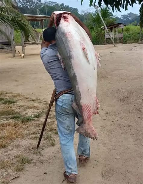 Irm Os Capturam Peixe Gigante De Kg Durante Pesca No Interior Do