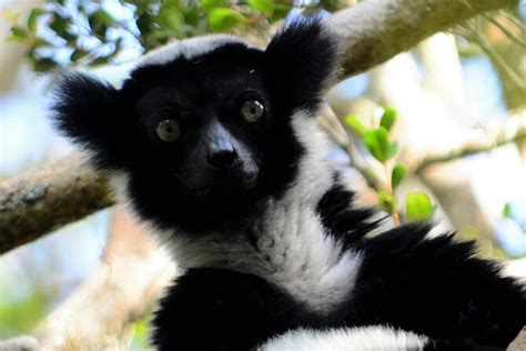 2025 Excursão privada de 2 dias ao Parque Nacional de Andasibe