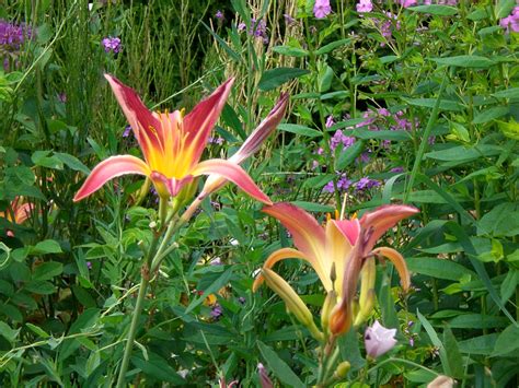 Wild flower garden in Ontario | Wildflower garden, Wild flowers, Flower ...