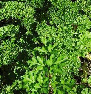 Петрушка кудрявая (огородная) (Petroselinum sativum Hoffm ...