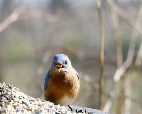 How Long do Bluebirds Live? Wild vs. Captivity! Averages & Records
