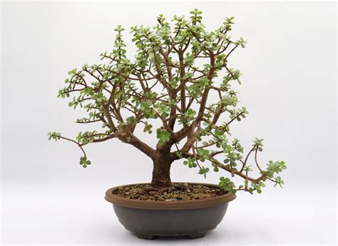 Mini Jade Pre Bonsai Portulacaria Afra In A Twelve Inch Trainer