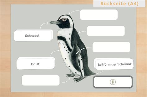 Anatomie Pinguin – Wunderwerkstatt