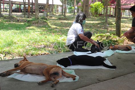 Peringatan Hari Rabies Sedunia Di Palembang Antara Foto