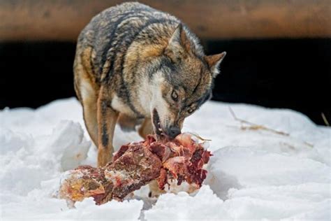 Differences Between Coyote and Wolf - Appearance, Behavior, Diet, and ...