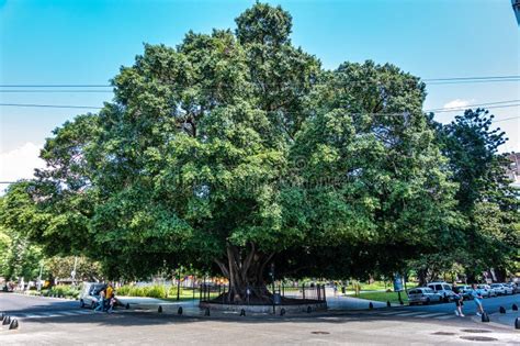 Buenos Aires Argentina Dec 17 2023 A Very Big Gum Tree At Lavalle