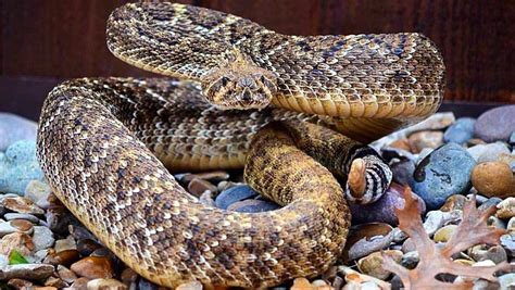Do Rattlesnakes Come Out At Night