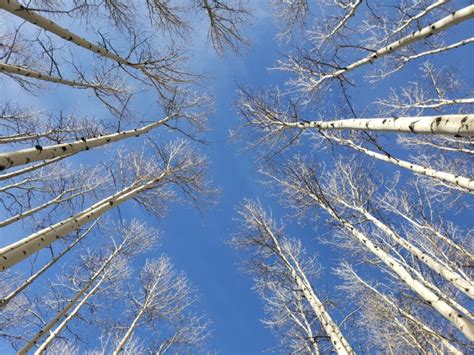 Mythology of Trees – Pajarito Environmental Education Center