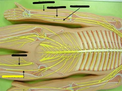 Nerve Plexuses Pt 3 Diagram Quizlet