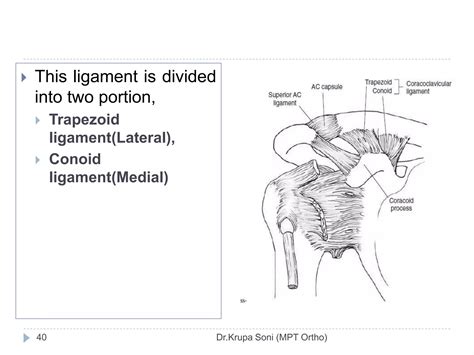 Shoulder Complex Biomechanics Ppt