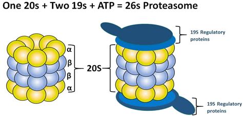 Ubiquitin Proteasome System (UPS)-Definition, Diagram, Function ...