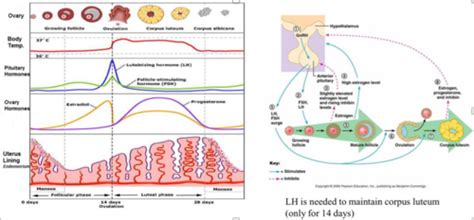 Understand Sex Hormones Physiological Regulation And Biochemical Pathways Flashcards Quizlet